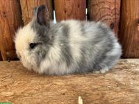 Junge Löwenkopf Kaninchen zu verkaufen