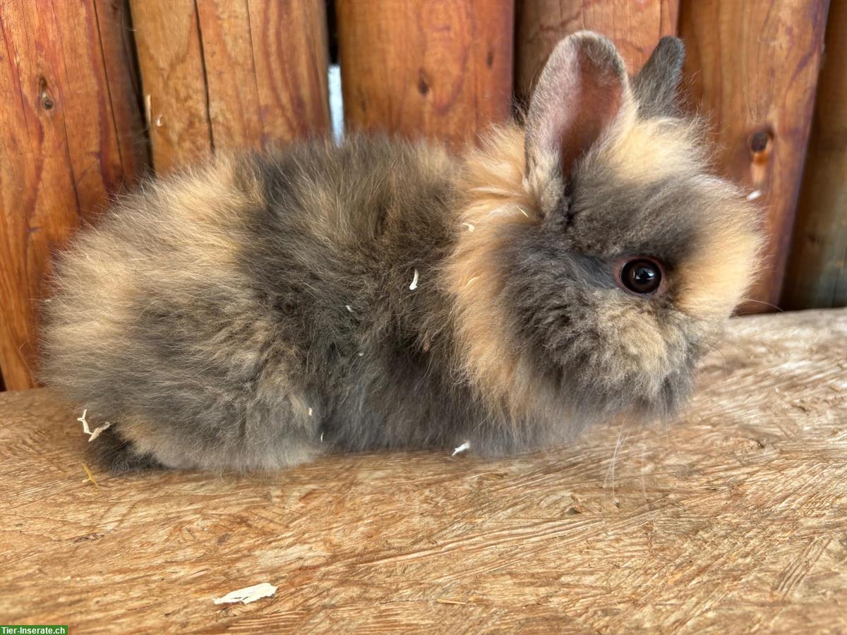 Bild 2: Junge Löwenkopf Kaninchen zu verkaufen