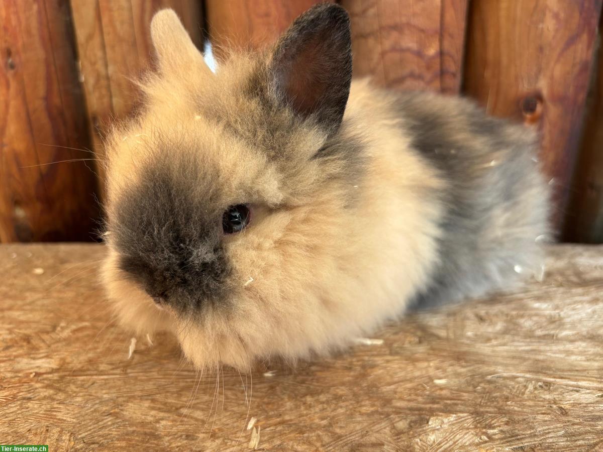 Bild 4: Junge Löwenkopf Kaninchen zu verkaufen