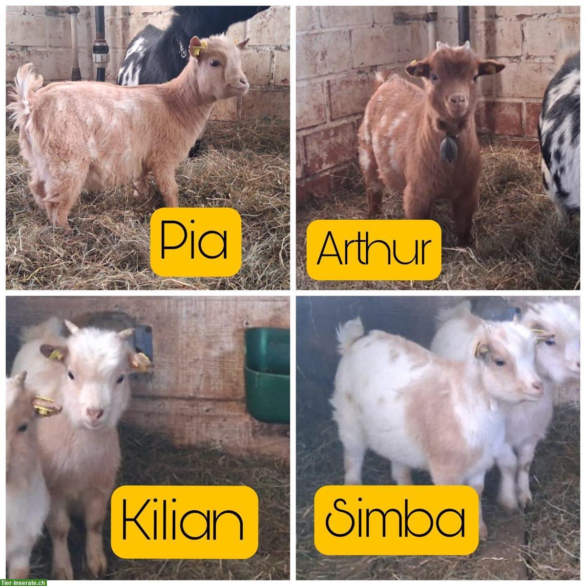 4 junge Zwergziegen abzugeben