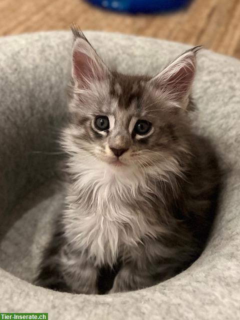 Maine Coon Kitten, reinrassig, sehr verspielt und verschmust