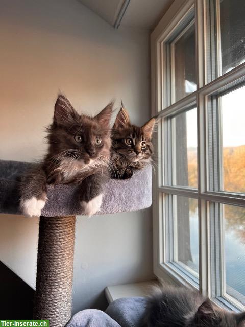 Bild 10: Maine Coon Kitten, reinrassig, sehr verspielt und verschmust