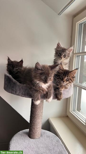 Bild 3: Maine Coon Kitten, reinrassig, sehr verspielt und verschmust