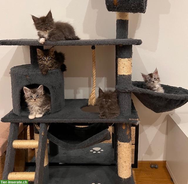 Bild 4: Maine Coon Kitten, reinrassig, sehr verspielt und verschmust