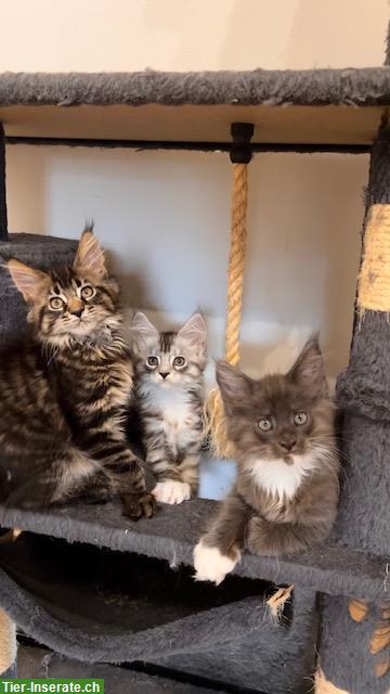Bild 5: Maine Coon Kitten, reinrassig, sehr verspielt und verschmust