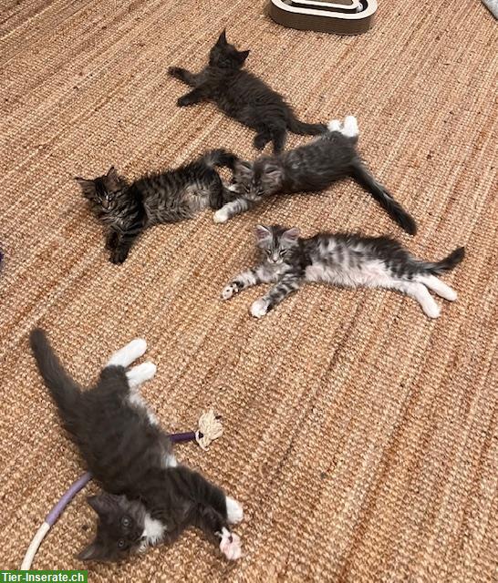 Bild 6: Maine Coon Kitten, reinrassig, sehr verspielt und verschmust