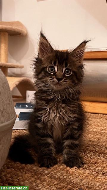 Bild 7: Maine Coon Kitten, reinrassig, sehr verspielt und verschmust