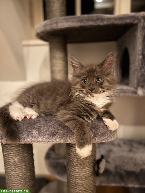 Bild 8: Maine Coon Kitten, reinrassig, sehr verspielt und verschmust