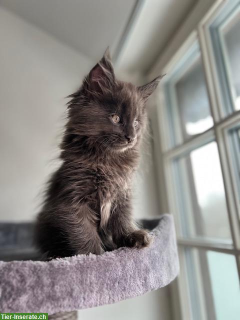Bild 9: Maine Coon Kitten, reinrassig, sehr verspielt und verschmust