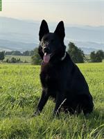 Schwarzer Deutscher Schäferhund