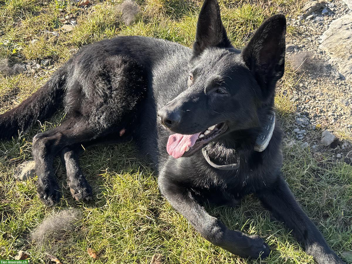 Bild 2: Schwarzer Deutscher Schäferhund