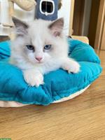 Ragdoll Katerbabys mit Stammbaum abzugeben