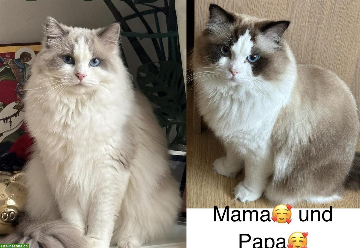 Bild 2: Ragdoll Katerbabys mit Stammbaum abzugeben