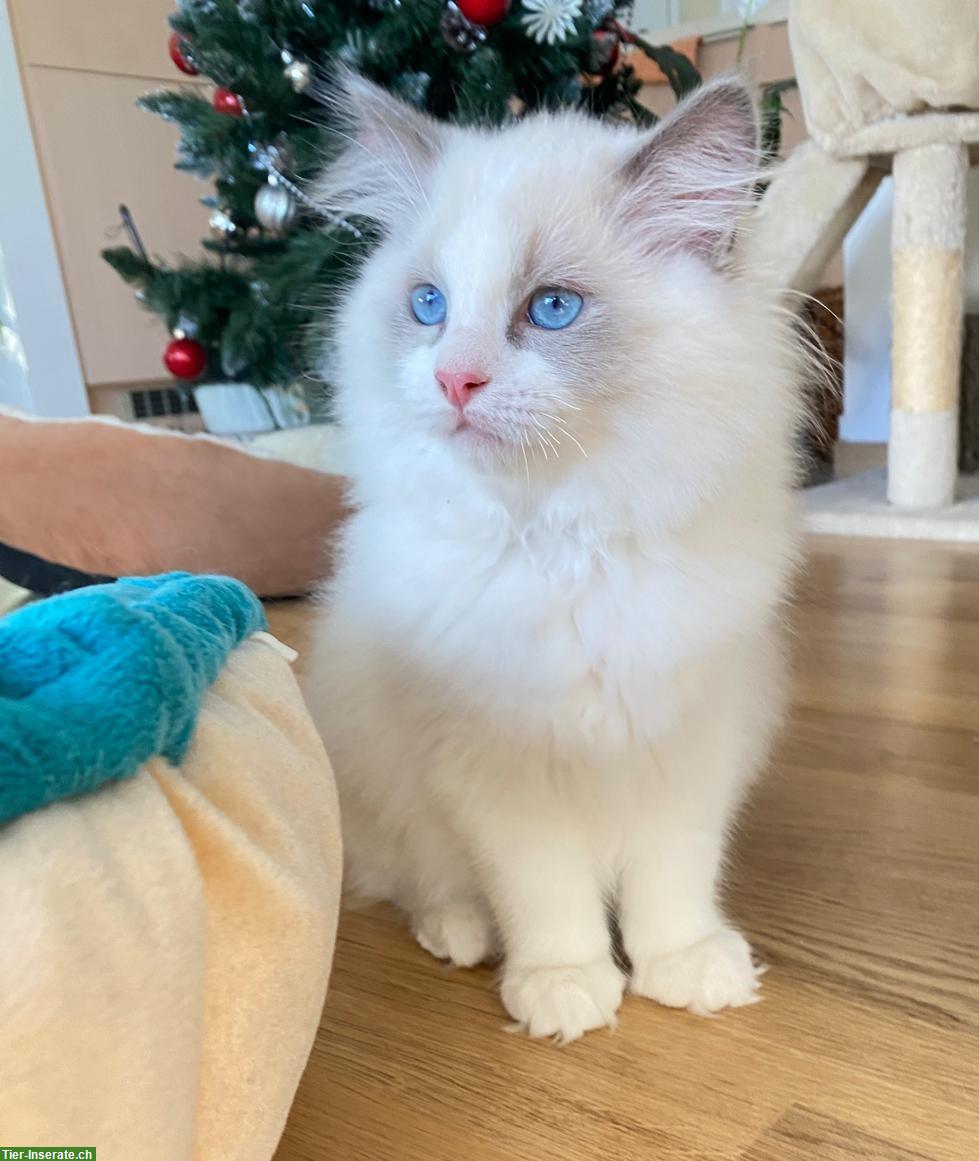 Bild 3: Ragdoll Katerbabys mit Stammbaum abzugeben