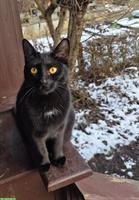 2 junge Kater, schwarz und braun getigert