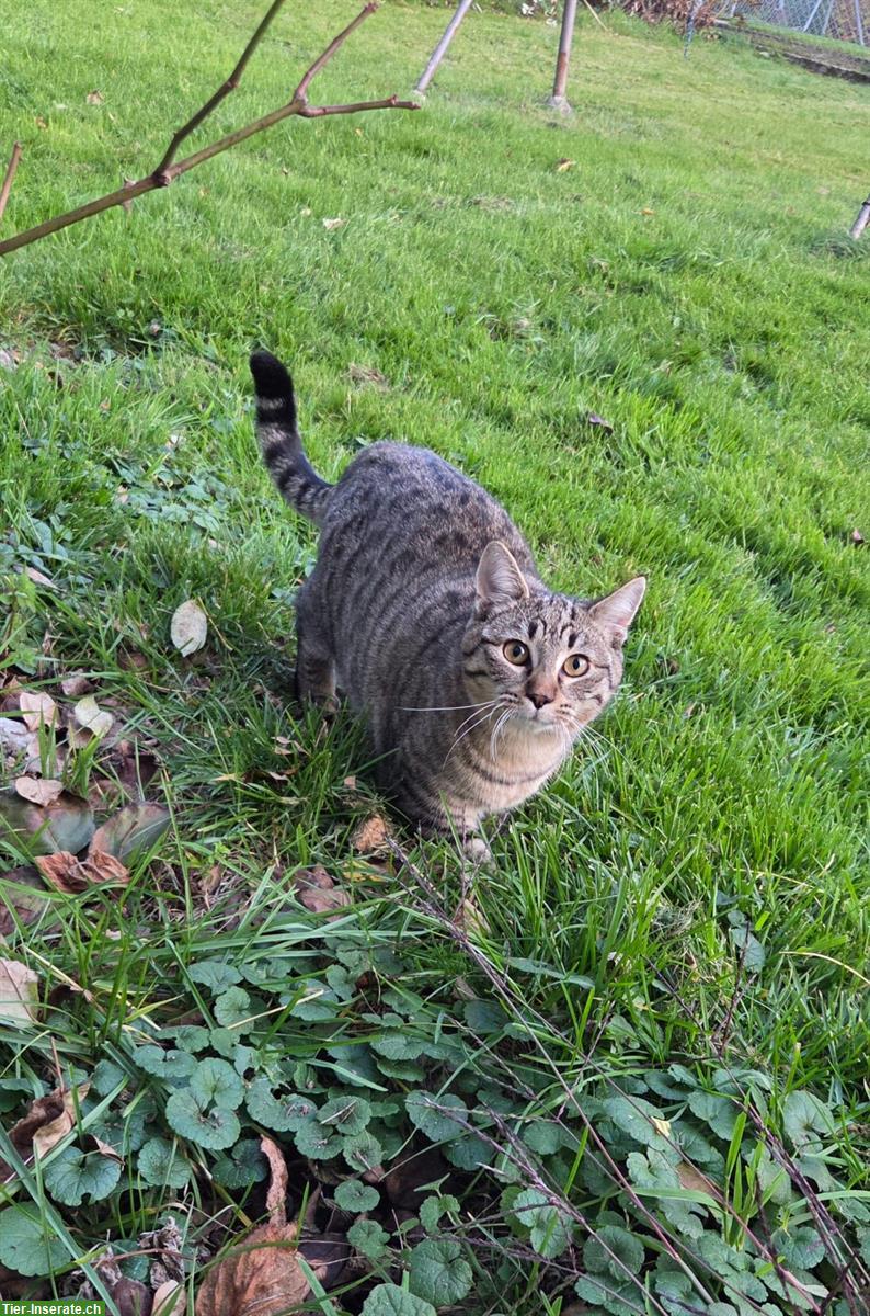Bild 2: 2 junge Kater, schwarz und braun getigert
