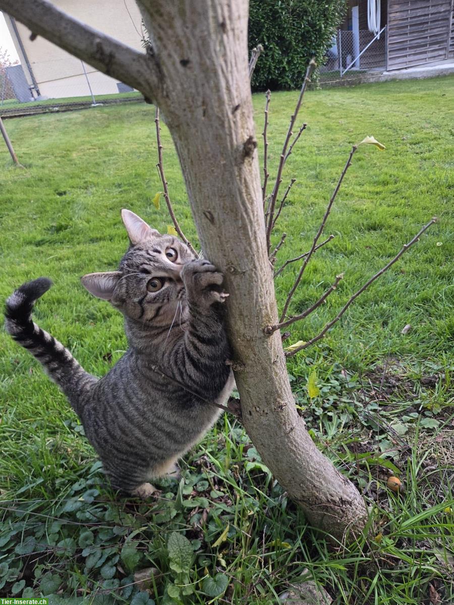 Bild 3: 2 junge Kater, schwarz und braun getigert