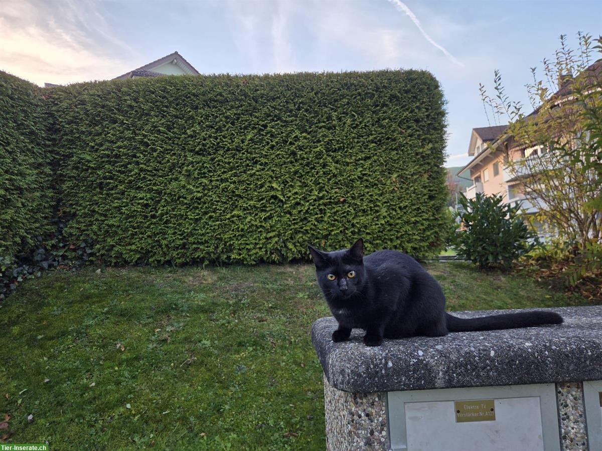 Bild 4: 2 junge Kater, schwarz und braun getigert
