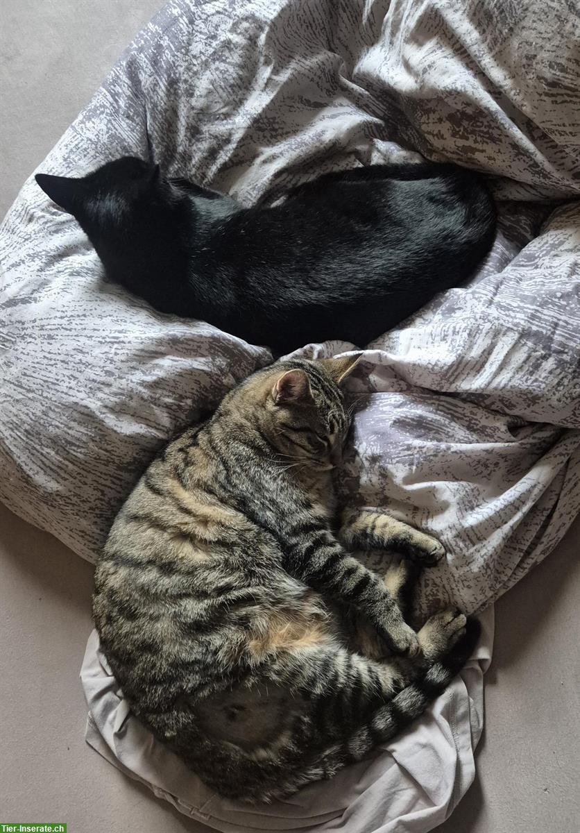 Bild 5: 2 junge Kater, schwarz und braun getigert