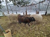 Kastrierter Ouessantbock zu verkaufen