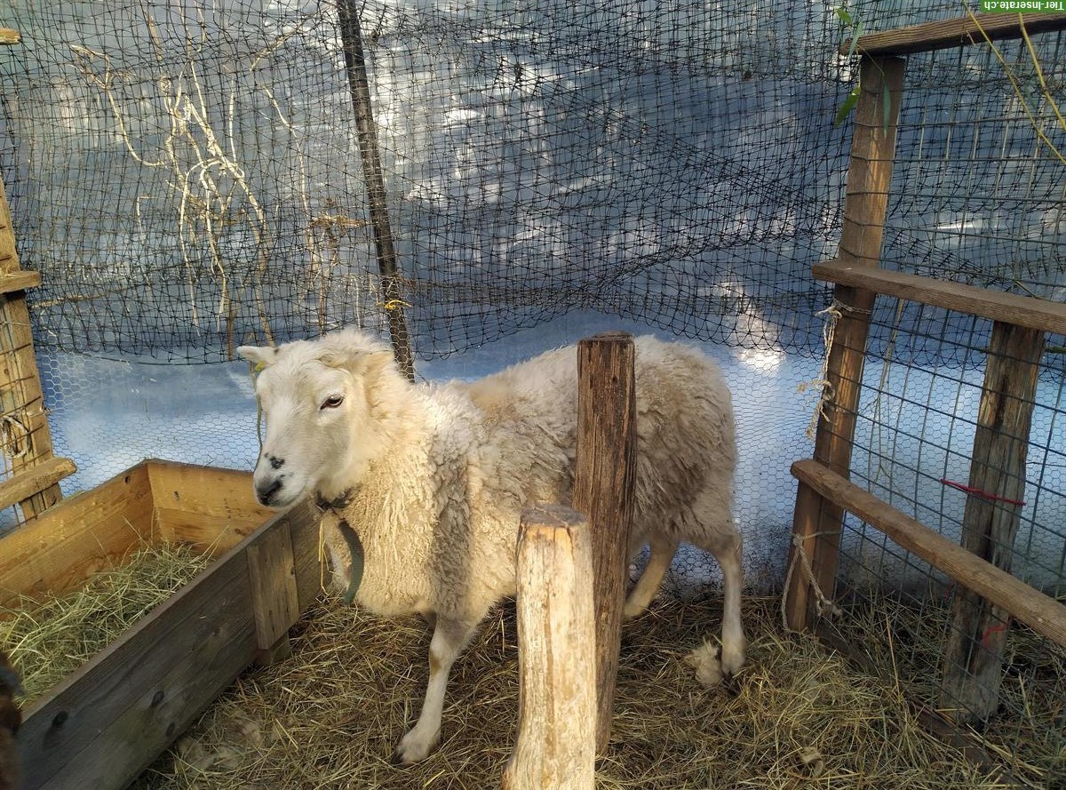 Skudden Aue sucht Herde mit erwachsenen Schafen