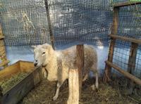 Skudden Aue sucht Herde mit erwachsenen Schafen