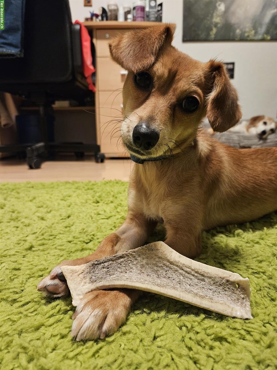 Kleine Mischlingshündin Domi sucht dich!