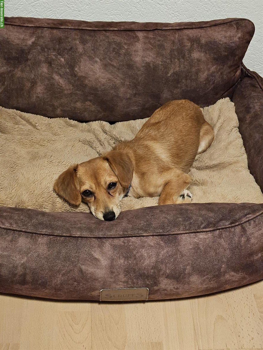 Bild 2: Kleine Mischlingshündin Domi sucht dich!