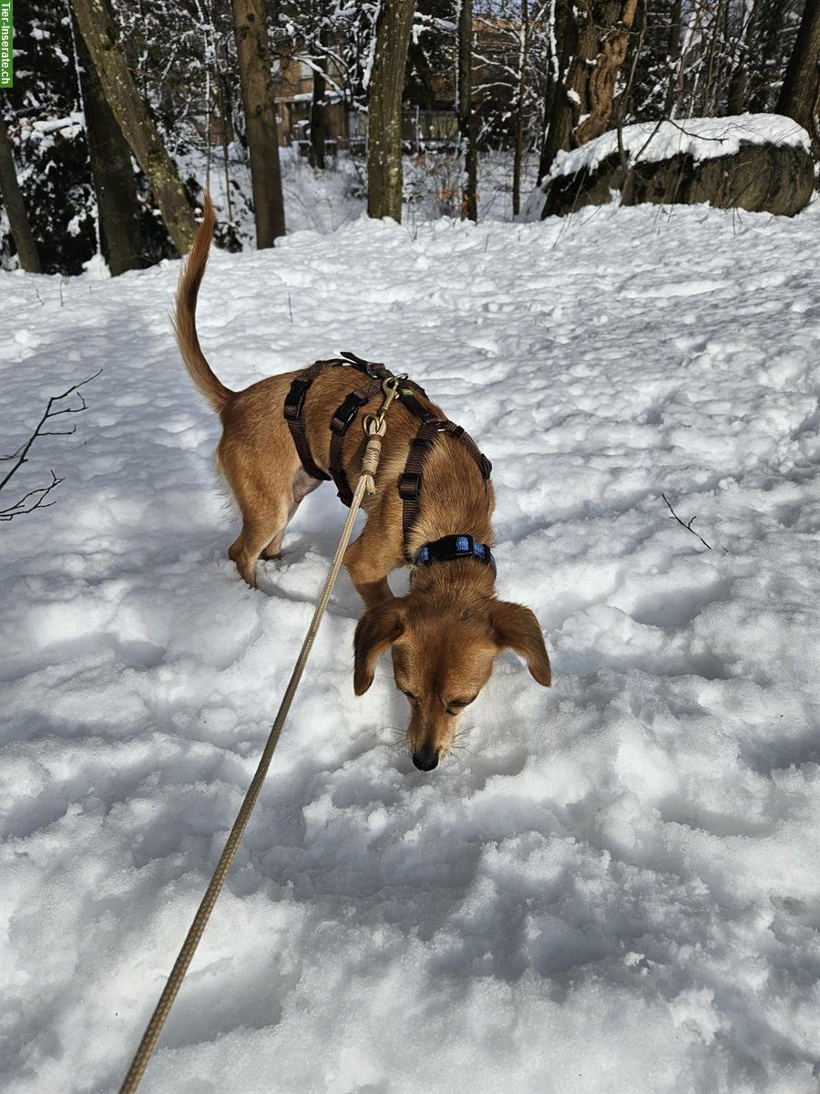 Bild 3: Kleine Mischlingshündin Domi sucht dich!