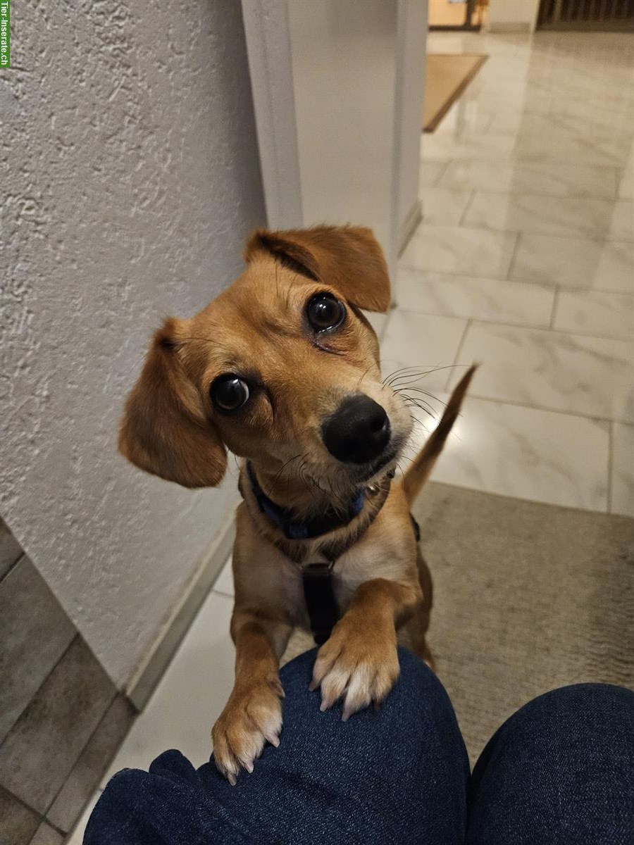 Bild 4: Kleine Mischlingshündin Domi sucht dich!