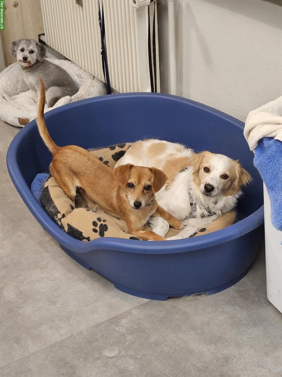 Bild 5: Kleine Mischlingshündin Domi sucht dich!