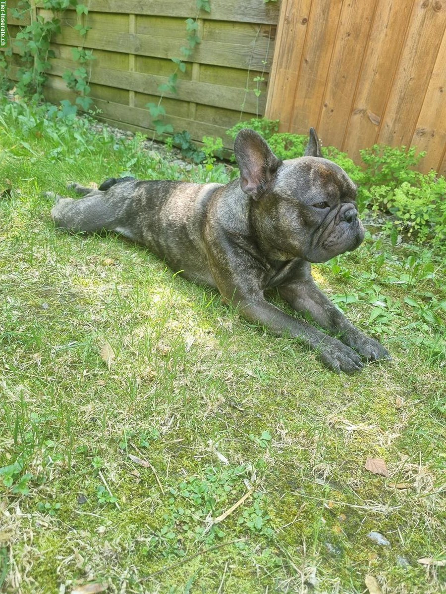 French Bulldog Deckrüde, 3-jährig