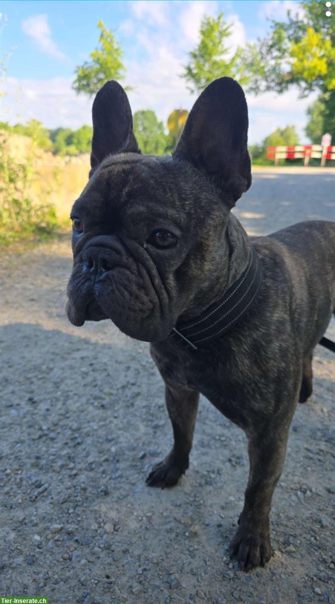 Bild 2: French Bulldog Deckrüde, 3-jährig