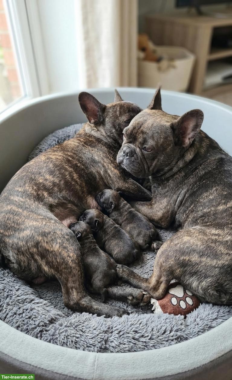 Bild 3: French Bulldog Deckrüde, 3-jährig