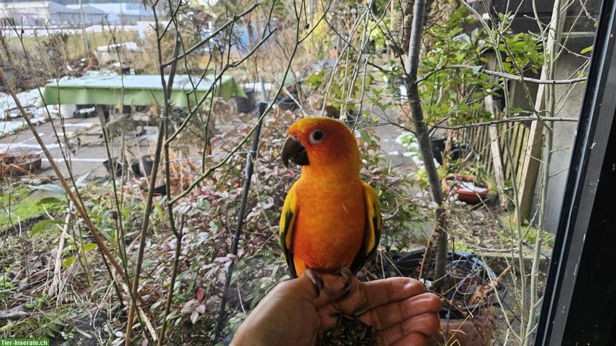 Sonnensittich (Aratinga solstitialis) Jg 2018