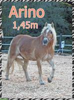 Reitbeteiligung in Root LU für Haflinger, kein Anfängerpferd