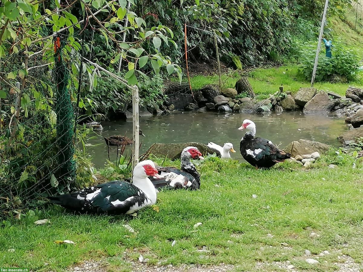 Warzenenten/Fauchenten suchen einen Lebensplatz