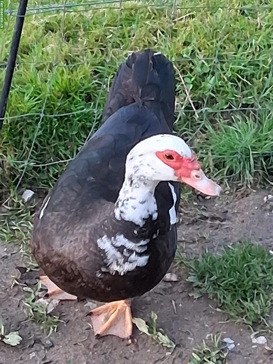 Bild 2: Warzenenten/Fauchenten suchen einen Lebensplatz