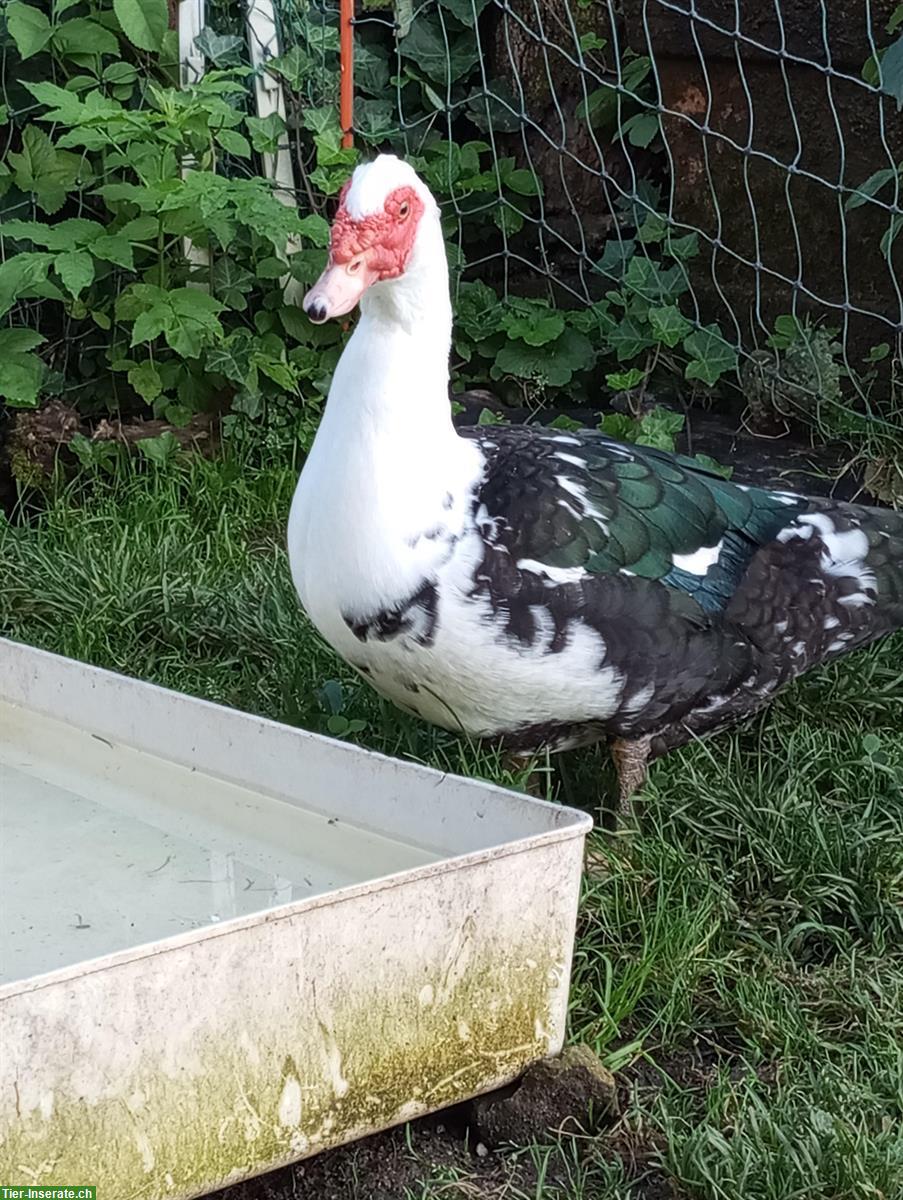 Bild 3: Warzenenten/Fauchenten suchen einen Lebensplatz