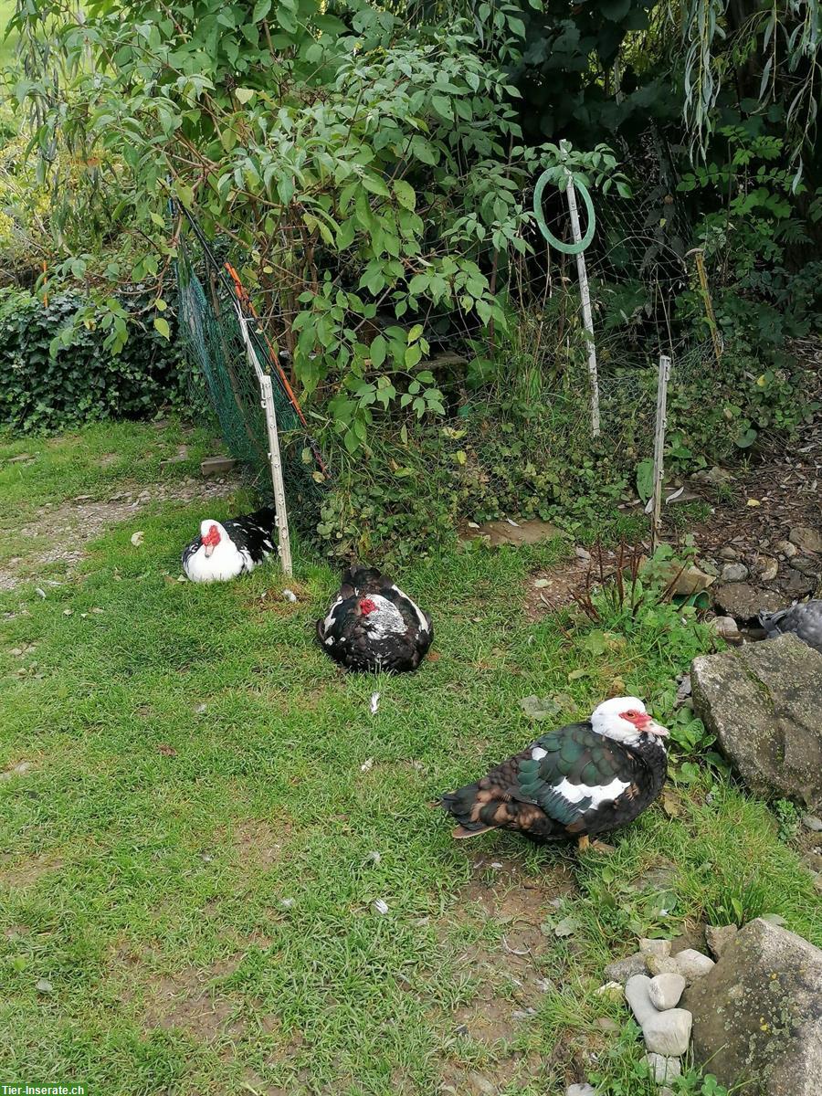 Bild 4: Warzenenten/Fauchenten suchen einen Lebensplatz