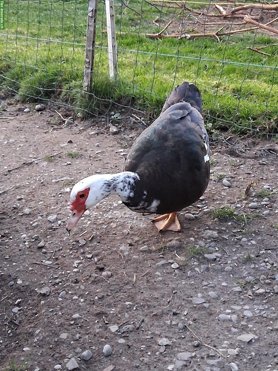 Bild 5: Warzenenten/Fauchenten suchen einen Lebensplatz