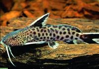 Felsen-Fiederbartwels, Synodontis petricola