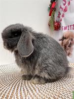 Minilop Zwergwidder Zwergkaninchen suchen Zuhause