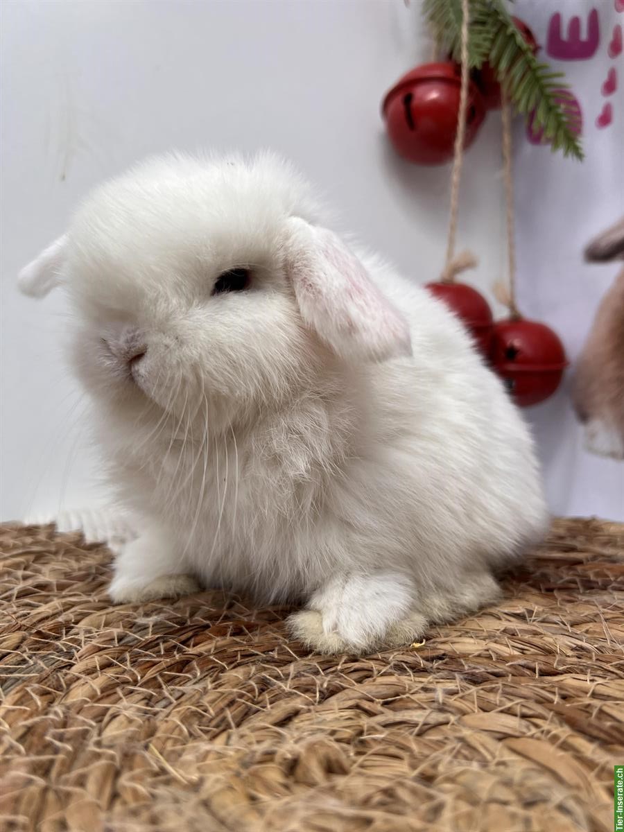 Bild 10: Minilop Zwergwidder Zwergkaninchen suchen Zuhause