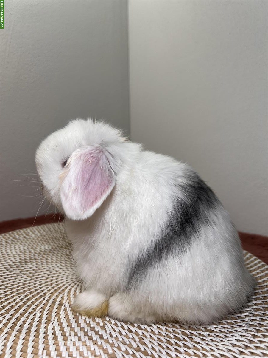 Bild 2: Minilop Zwergwidder Zwergkaninchen suchen Zuhause