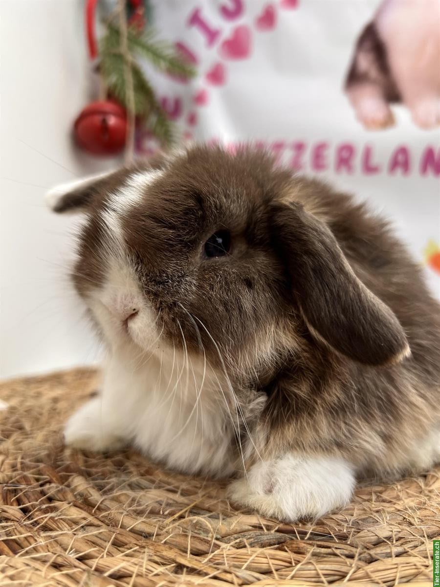 Bild 4: Minilop Zwergwidder Zwergkaninchen suchen Zuhause