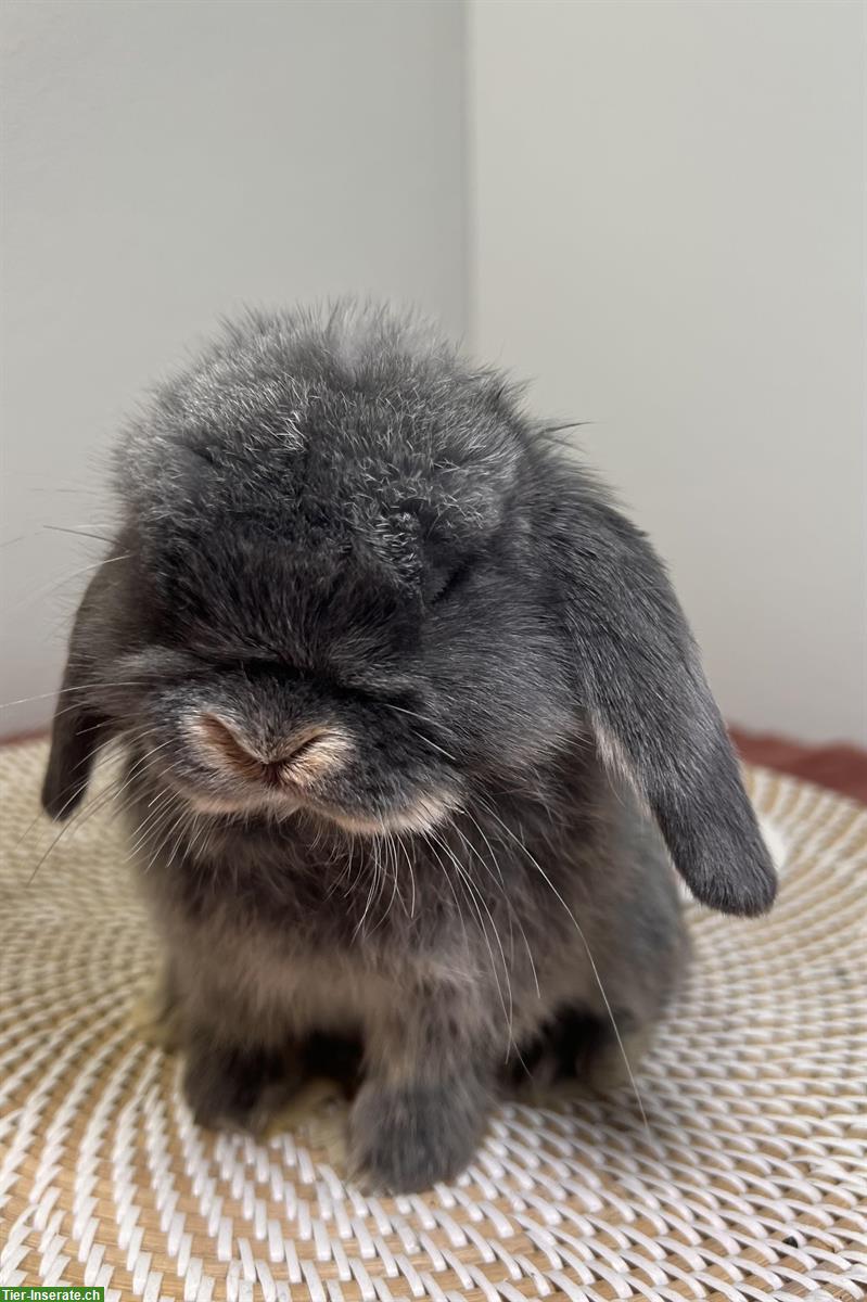 Bild 6: Minilop Zwergwidder Zwergkaninchen suchen Zuhause