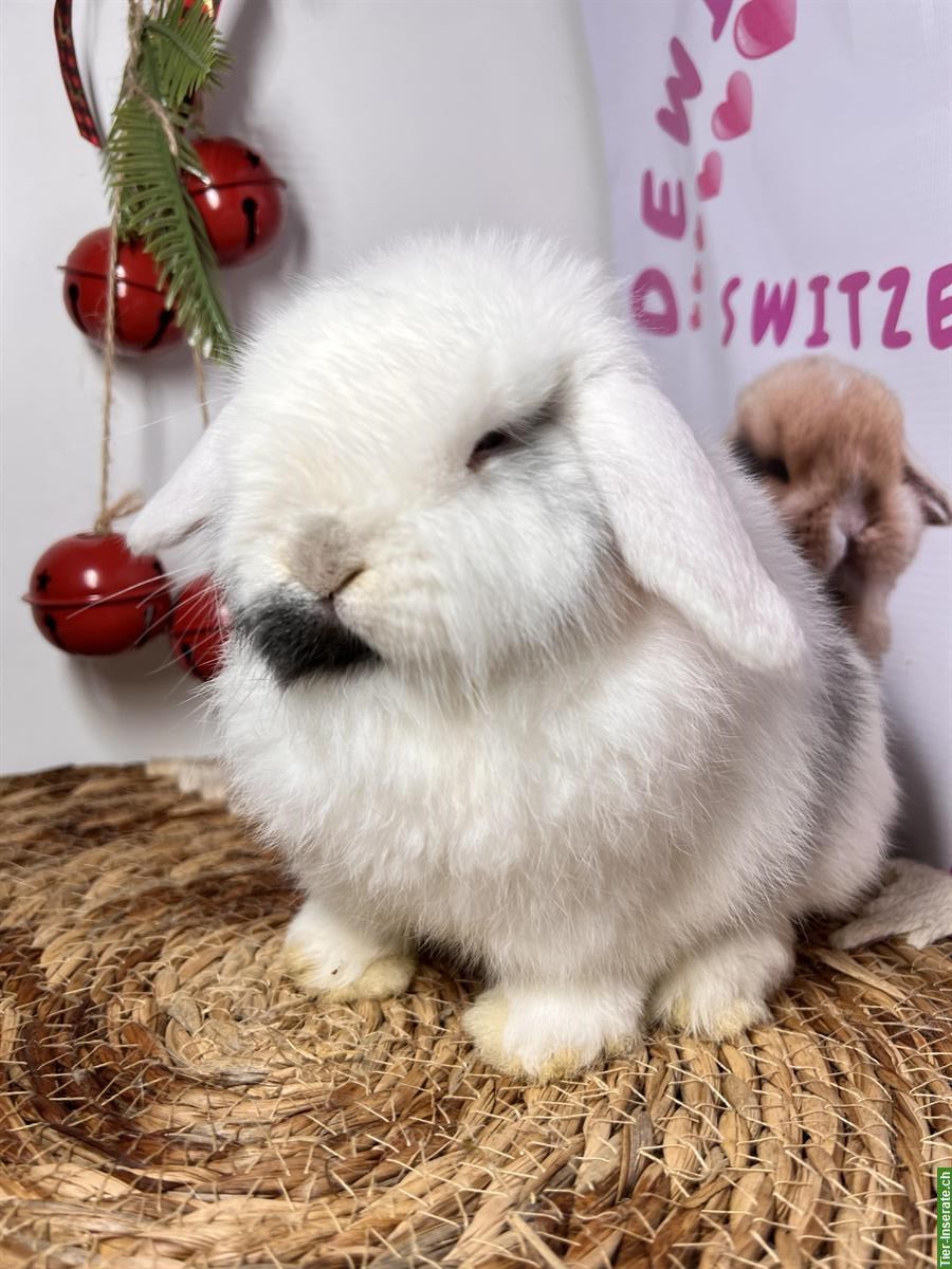 Bild 7: Minilop Zwergwidder Zwergkaninchen suchen Zuhause