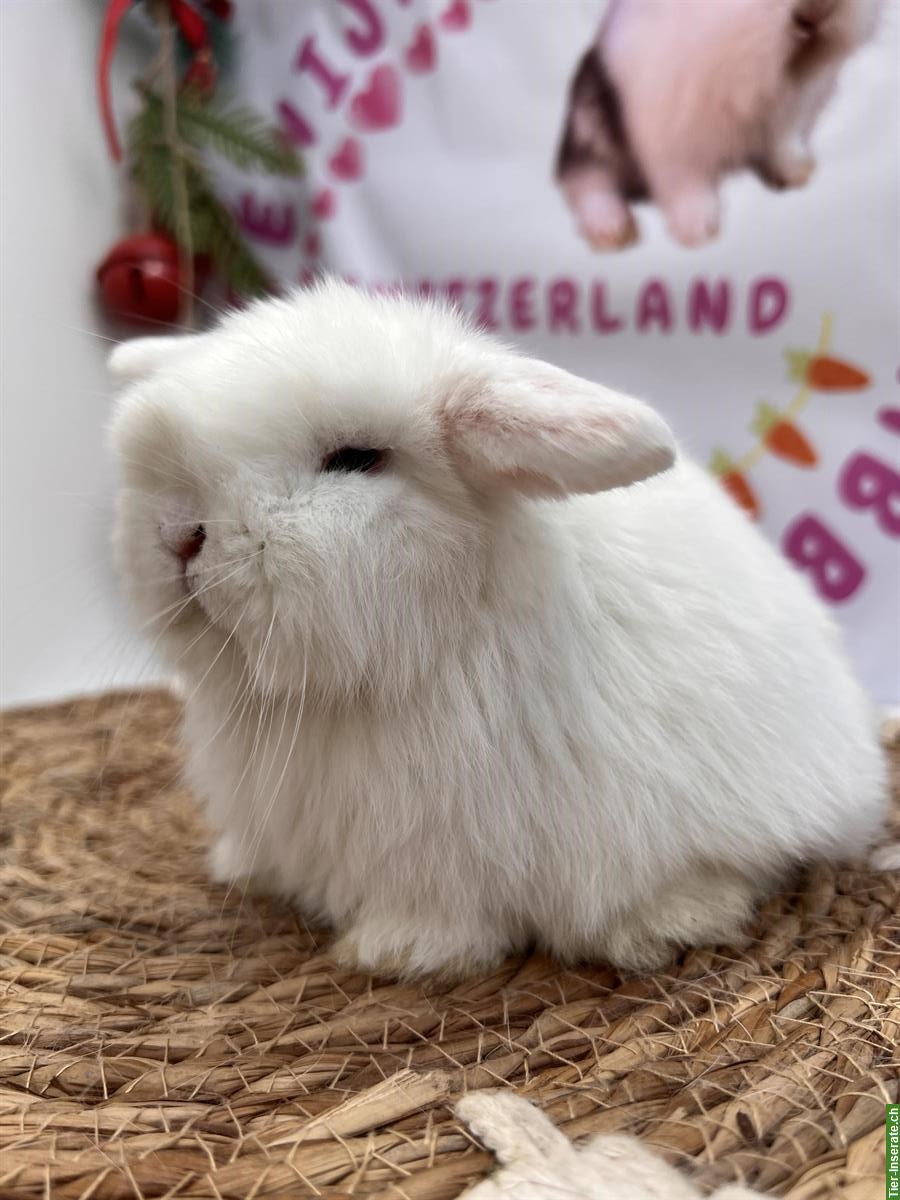 Bild 8: Minilop Zwergwidder Zwergkaninchen suchen Zuhause