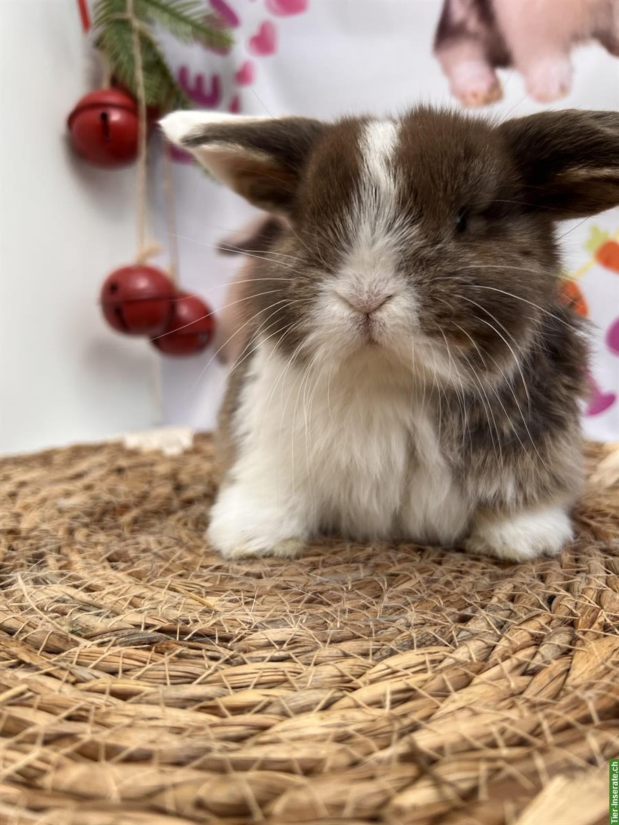 Bild 9: Minilop Zwergwidder Zwergkaninchen suchen Zuhause